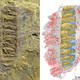 The fossil Wufengella and a drawing outlining its major components.